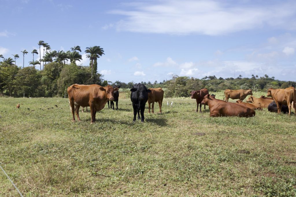 A Helpful Guide To Experience Authentic Island Living in Oistins Barbados: A Guide to Local&nbsp;Life