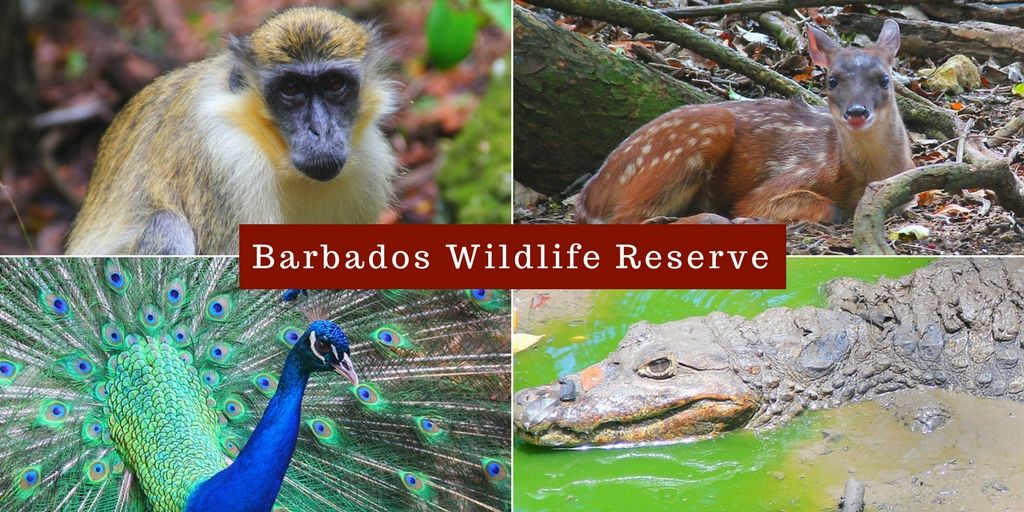 A Helpful Guide To Discover the Wonders of Barbados Wildlife Reserve Near&nbsp;Oistins